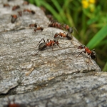 Seminar: Grundlagen der Ameisenbestimmung