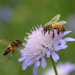 Verschoben auf ca. Oktober: Tagung: Honigbiene und Wildbiene - Nahrungskonkurrenten oder Leidensgenossen?