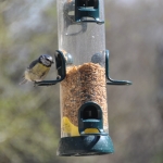 Tischlein deck dich: Futter basteln für Wintervögel