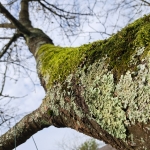 Workshop: Flechten - Leben in Symbiose