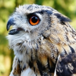 Führung: Greifvögel, Eulen und ihre Biotope um Gut Leidenhausen