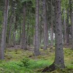 Waldbaden im Dünnwalder Wald in Kleingruppen - Vertiefungskurs