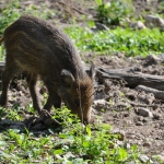 Exkursion: Der Wildschweinkindergarten