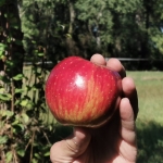 Obstbäume veredeln - Praxisseminar