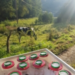 Exkursion: Das große Krabbeln