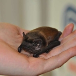 Abgesagt!! Vortrag: Fledermausschutz im Ehrenamt