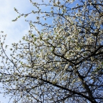 Jahreszeitenexkursion: Frühlingsduft