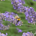 Vortrag: Das Hummeljahr