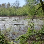 Worringer Bruch – Wildnis in der Großstadt