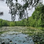 Wasservogelexkursion: Was planscht denn da?