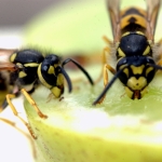 Wespen- und Hornissenberatung, Umsiedlung