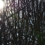 Lebendiges Museum: Wachsende Astskulpturen