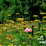 Exkursion: Blühende Weiden, Wiesen und Heiden