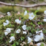 Wildkräuterwanderung