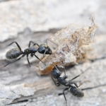 Seminar: Grundlagen der Ameisenbestimmung