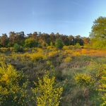 Exkursion: Frühjahr im Geisterbusch - Ginsterblüte