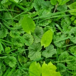 Seminar: Kräuterpädagog:in