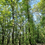 Fortbildung: Waldpädagogik praktisch - Mit Kindern den Wald entdecken