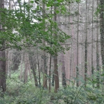 Kölsche Waldführung im Königsforst