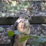 Ein Tag für unsere Greifvogelpat:innen