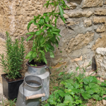 Seminar: Kräuterpädagog:in