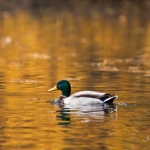 Wasservogelexkursion: Was planscht denn da?