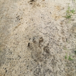 Exkursion: Fährtenlesen in der Wahner Heide