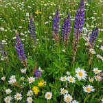 Exkursion: Wildpflanzen: Verborgenes Wissen und alte Anwendungen