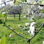 Natur erleben - Tag der offenen Tür der SDW auf Gut Leidenhausen