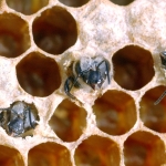 Kinder Osterferienprogramm "Bienen - wilde Flieger"